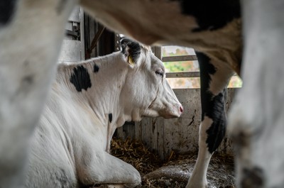 Kráva v transportu na odpočívadle v Turecku - Nevinné oběti